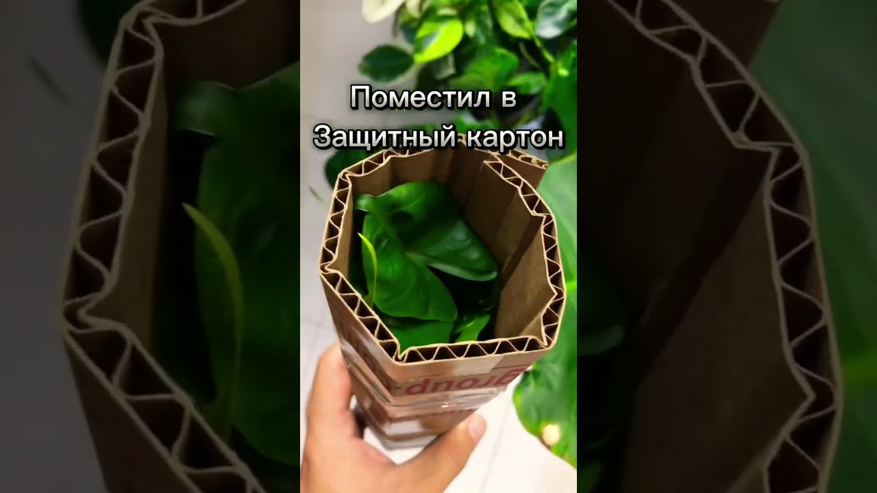 Упаковал Алоказию Стингрей Отправил комнатное растение обзор упаковки цветка 