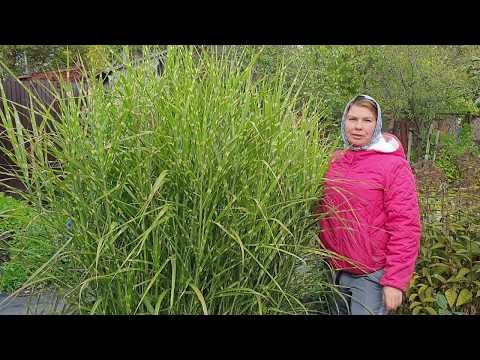Мискантус Зебринус (MISCANTHUS ZEBRINUS) рекомендую всем для посадки у себя в саду.