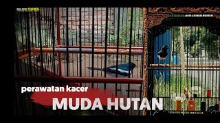 Care of young forest magpie robins ||CHAMPION magpie robins