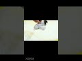 XZEZE 고양이 자동장난감 플라잉버드 소리가나는 인형 #cat #coupang #고양이용품#고양이장난감