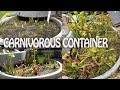 Evolution of my Carnivorous Bog Garden (Almost 2 years old)