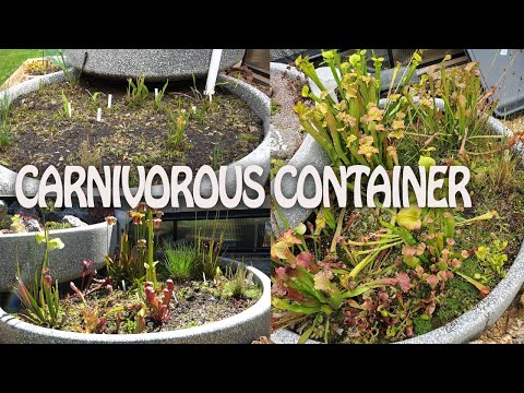 Video: Bog Garden Plants and Design Info - What Is A Mos Garden