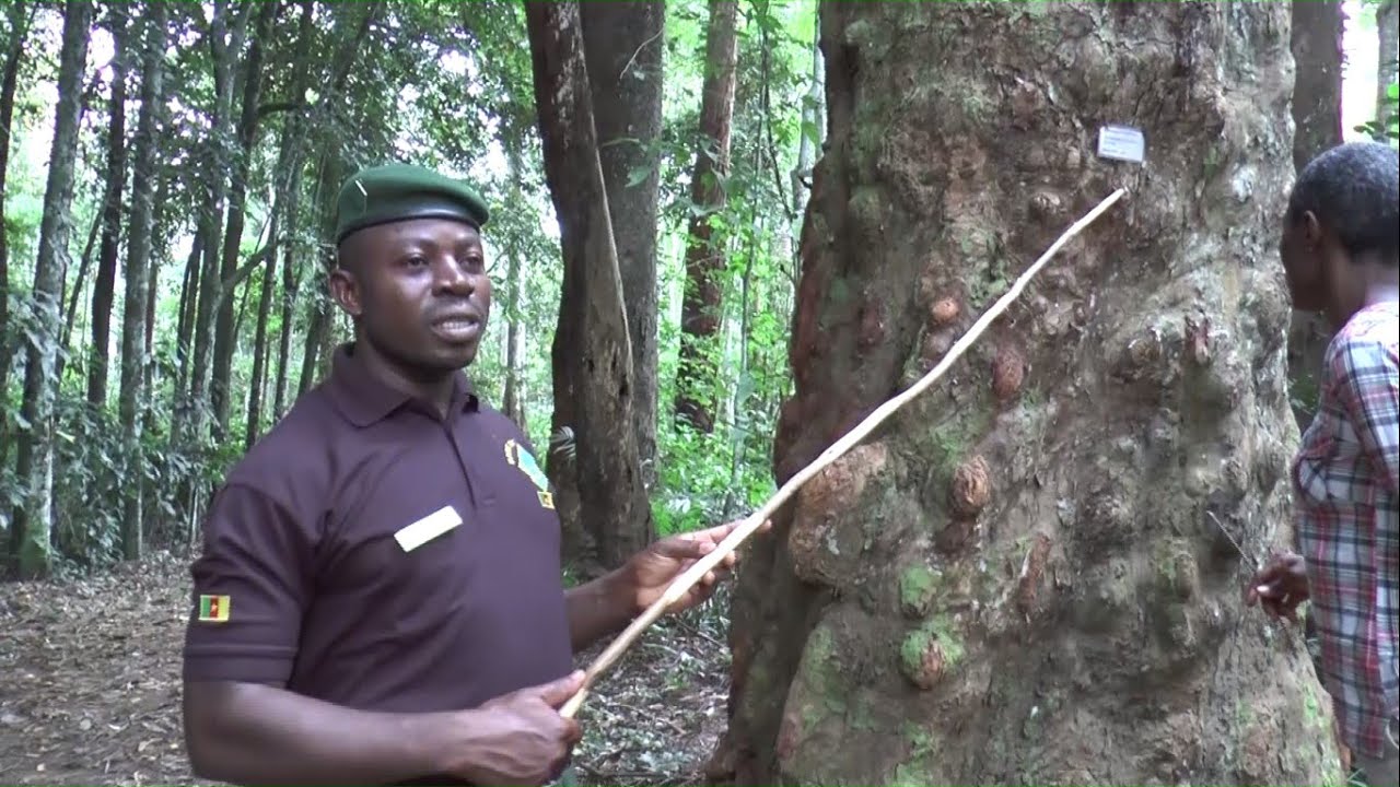 LA FORÊT ÉCOLE DE L’ÉCOLE NATIONALE DES EAUX ET FORÊTS DE MBALMAYO