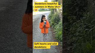 Dandelions and beautiful summer in Wales UK #dandelions #wales #kids #trending #viral #cute #uk