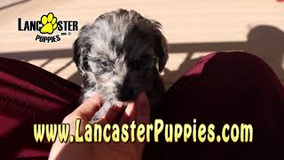 Mini Bernedoodle Puppies