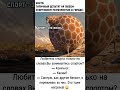 Любитель спорта только на словах. #memes #шуточное #анекдоты #юмор #мем #ржач #прикол #смешновидео