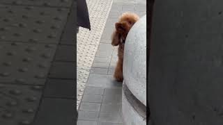 the dog does not want to be petted😍#dog#petlover#shortsvideo