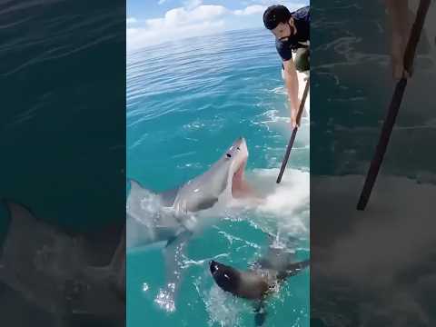 LEAVE IT ALONE Crew Fights Shark To Save Seal OceanPanic ExtremeRescue