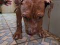 pitbull dog training and bathing