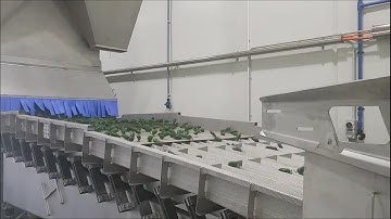 Discovery optical sorting machine for Jalapenos | Raytec Vision