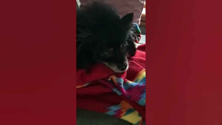 Bella Bear