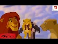 The Lion King HD   الأسد سيمبا ملك الغابه