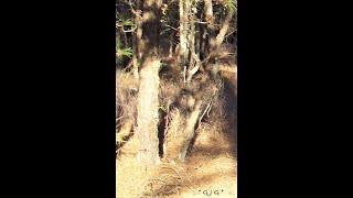 Is Bigfoot an " Inter-Dimensional Being " ? Watch this video and Determine for yourself !!