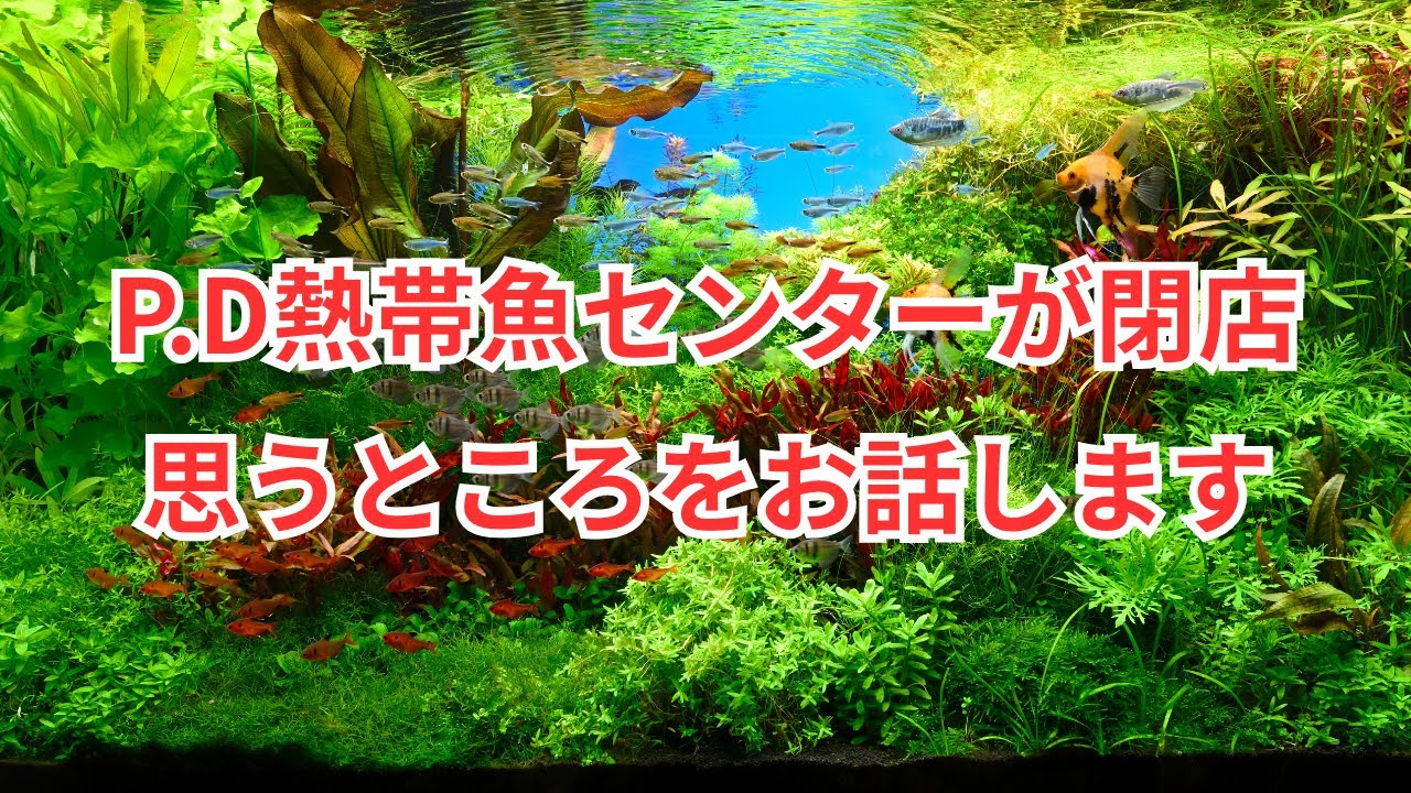Since the P.D Tropical Fish Center is closing, I'd like to share