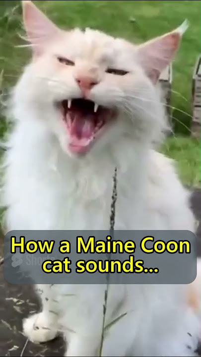 Are Maine Coon meows different to ordinary cat meows? #catlover #cutecat #meows