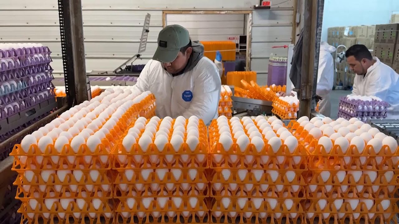 CDC director explains latest bird flu outbreak in the United States