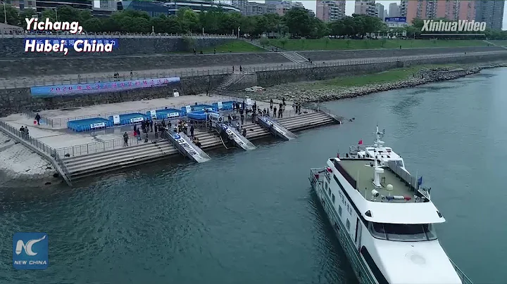 10,000 Chinese sturgeons released to Yangtze River - DayDayNews