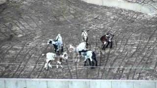 CM PR7-Caminhos da Cabra algarvia - Parte II