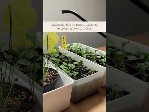 Video: Hva er karplanter for barn?