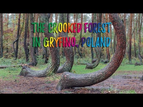 Video: Crooked Forest: I Polen Finns Det En Mystisk Lund Där 400 Konstigt Böjda Tallar Växer - - Alternativ Vy