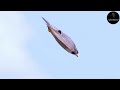 Fastest Flying Bird in the World | Xplore Beyond