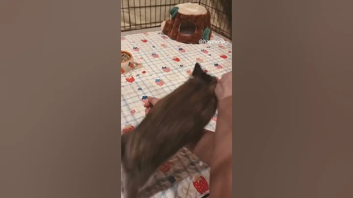 Rabbit Jump Training🦘Bunny Trick - Double Jump🎓 #shorts