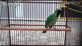 Cucak ijo isian lovebird ( donny k )