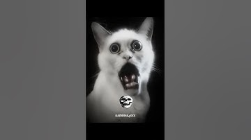 scary cats ☠️💥 | part 2 #scary #cats #viralshorts #kamriyaxxx
