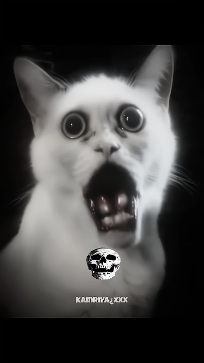 scary cats ☠️💥 | part 2 #scary #cats #viralshorts #kamriyaxxx