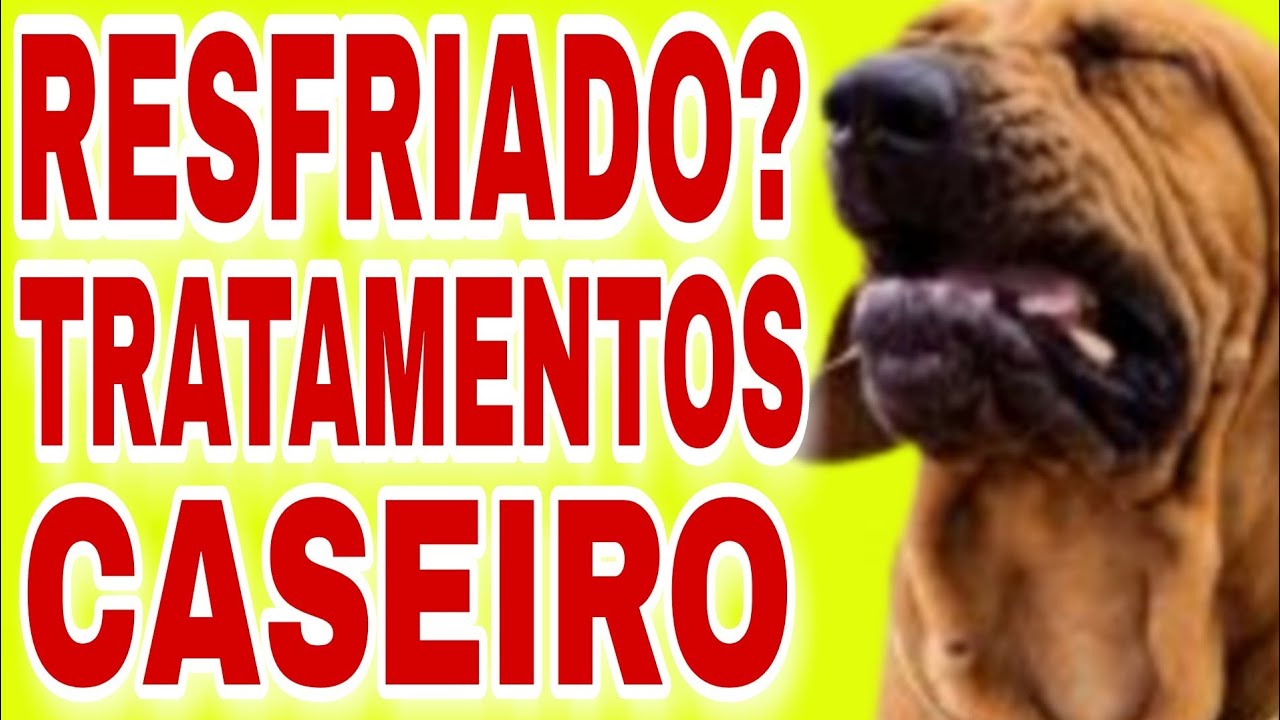 Cachorro gripado: sintomas e tratamentos