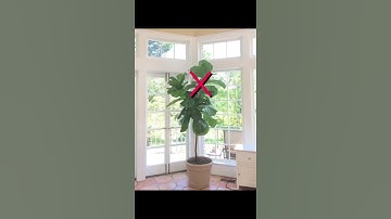 How to PROPAGATE a Fiddle Leaf Fig in under 40 seconds! ⚡️