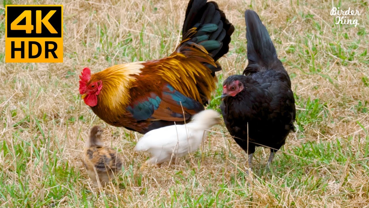 Thumbnail: Cat TV for Cats to Watch 😺🐥 Cute birds and chickens on the farm 🐦 8 Hours(4K HDR)