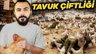 Tavuk İşi̇ne Gi̇rdi̇m Çi̇ftli̇ği̇ Kurdum Barış Can
