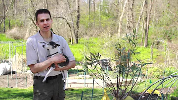 What plants should not be around dogs?