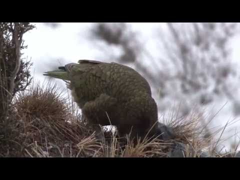 Kea – The World’s only Alpine Parrot Kea – The World’s only Alpine Parrot