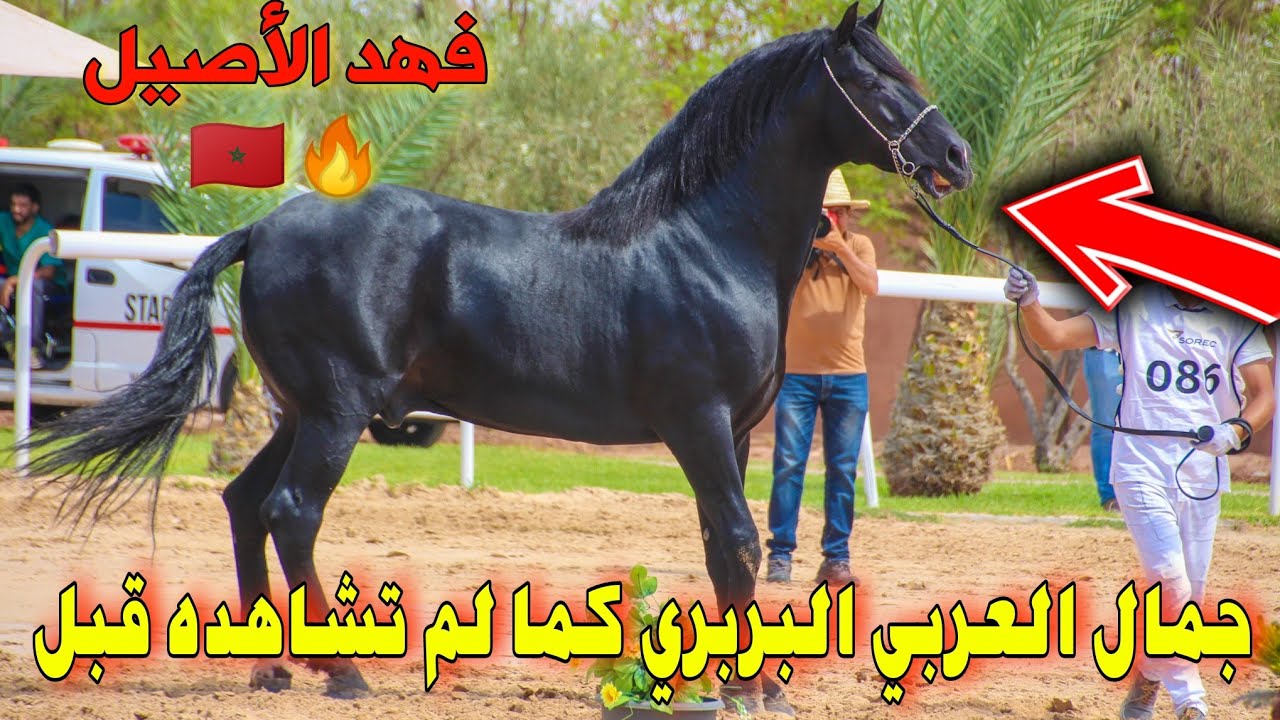 أحسن الخيول العربية البربرية لي كاينة  فالمغرب في مباراة بين الجهات بمراكش