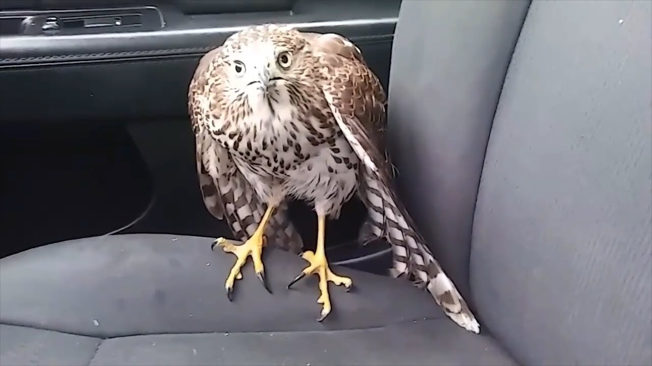 ⁣Hawk hides from Hurricane Harvey in taxi, refuses to leave!  - AMAZING! - WATCH!