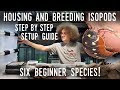 HOW TO CARE FOR ISOPODS! - Setting Up BREEDING COLONIES of SIX Easy Roly-Poly Species