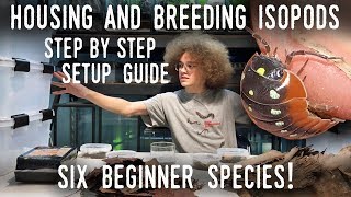 HOW TO CARE FOR ISOPODS! - Setting Up BREEDING COLONIES of SIX Easy Roly-Poly Species