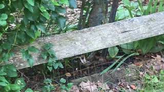 Mama Bunny Rescues Baby Bunny From Snake