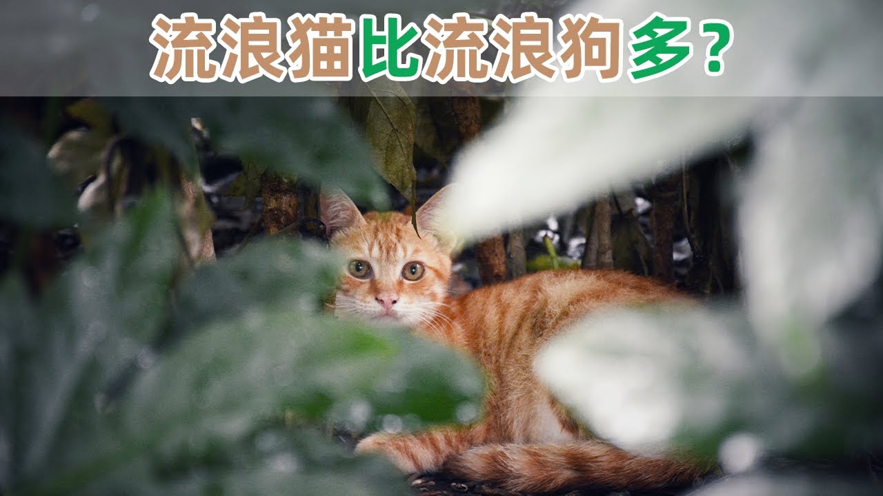 流浪地球