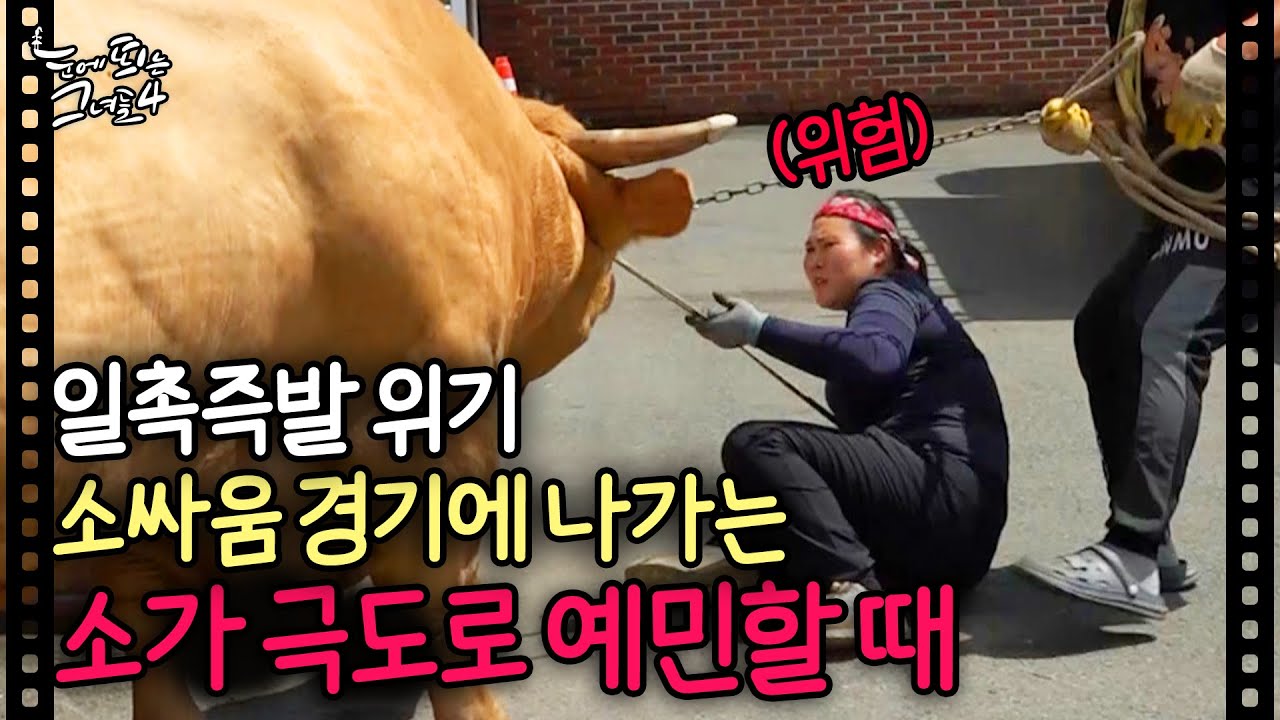 🚨일촉즉발 위기!!🚨 소싸움 경기에 나가는 소가 극도로 예민하면 생기는 일｜눈에 띄는 그녀들4