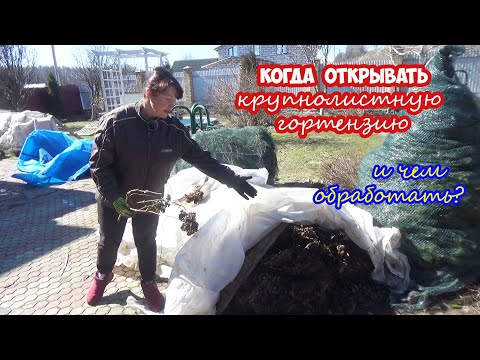 Когда открывать КРУПНОЛИСТНУЮ гортензию весной? И чем обработать после зимы?