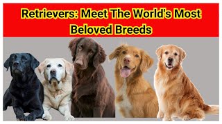 Retrievers: Everything You Need to Know About These Incredible Breeds