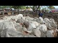 feira do gado em canafístula frei Damião. Alagoas. 2021/11/16