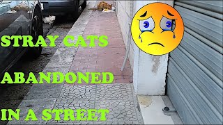 Stray Cats Rescue, Abandoned In A Street And So Hungry