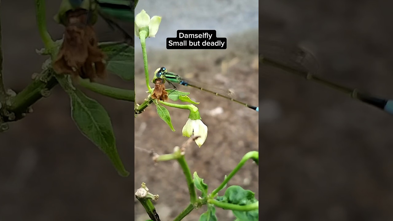 Стрекоза: маленькая, но смертельно опасная 