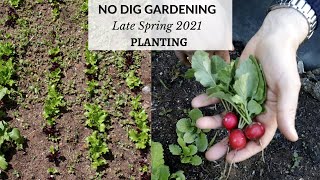 NO DIG GARDEN | Late Spring Planting & Composting  | 2021 |