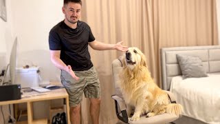 Golden Retriever Trying to Take Dad's Chair