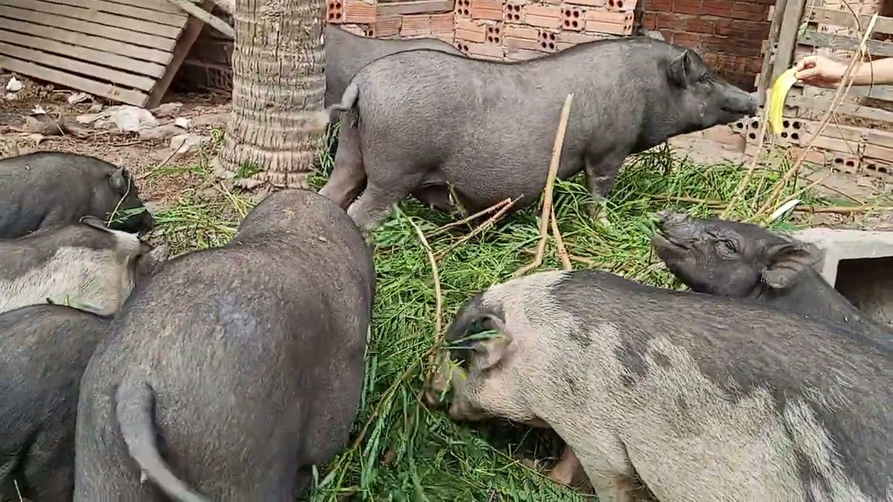 Wildboars eat the tree...